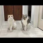 可愛がってた子猫が入院したら先輩猫たちが一晩中探し回ってこうなっちゃいました…(YouTube)