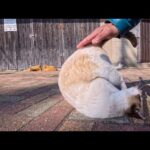 漁協前の広場でゴロン！受け身の練習をするタヌキみたいな猫が可愛すぎた(YouTube)