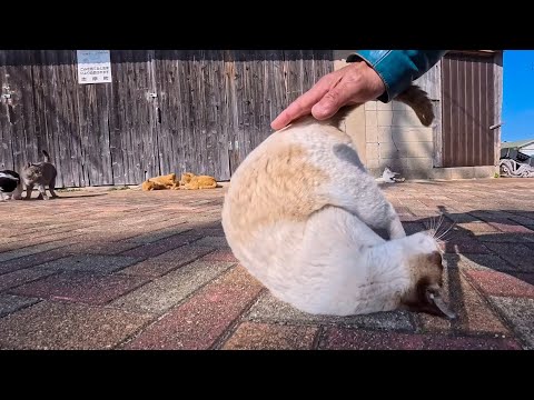 漁協前の広場でゴロン！受け身の練習をするタヌキみたいな猫が可愛すぎた(YouTube)