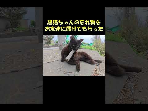黒猫ちゃんの忘れ物をお友達に届けてもらった #猫 #ねこ #cat(YouTube)