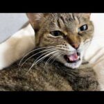 一見クールな姉猫ですが甘えたい妹猫の気持ちを察する姿に感動しました(YouTube)