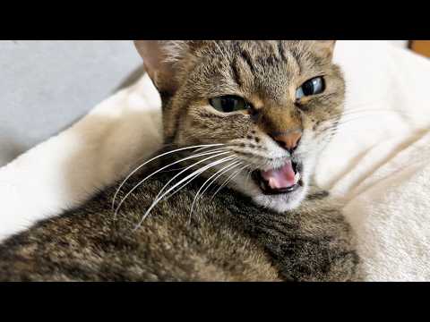 一見クールな姉猫ですが甘えたい妹猫の気持ちを察する姿に感動しました(YouTube)