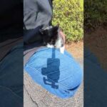 ハチワレ猫がひざに乗ってスリスリしてきた #猫 #ねこ #cat(YouTube)