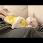 退院して久しぶりに家に帰ってきた子猫が1日中離れてくれなくてこうなっちゃいました…(YouTube)