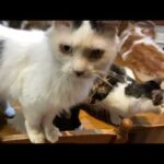 玄海原発まで行きました イカちゃんはハッチャケて大変らしい 明日夕方戻ります(YouTube)