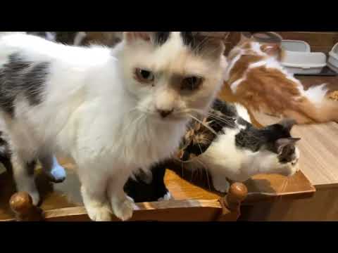 玄海原発まで行きました イカちゃんはハッチャケて大変らしい 明日夕方戻ります(YouTube)