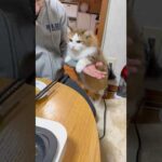 焼き飯食べる？(YouTube)