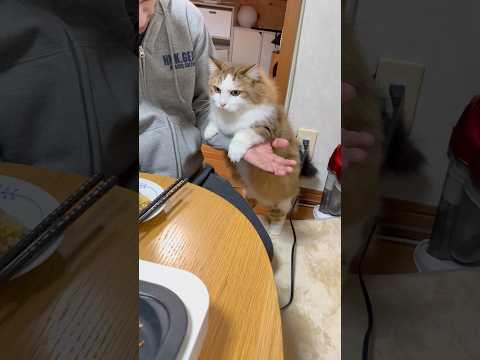 焼き飯食べる？(YouTube)