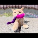 オモチャを追いかけて穴の中に入っていく茶トラ猫ちゃん(YouTube)