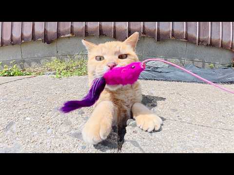 オモチャを追いかけて穴の中に入っていく茶トラ猫ちゃん(YouTube)