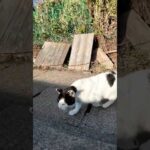 進路を妨害してくる猫(YouTube)