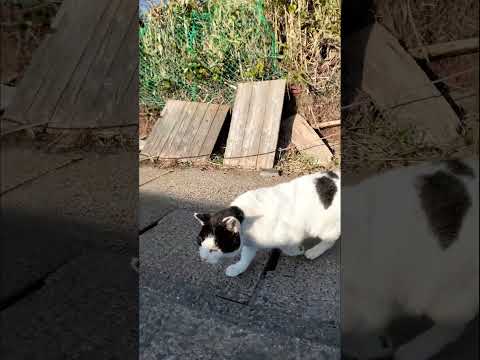 進路を妨害してくる猫(YouTube)