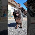 島の路上で出会った黒猫ちゃんかわいすぎた(YouTube)