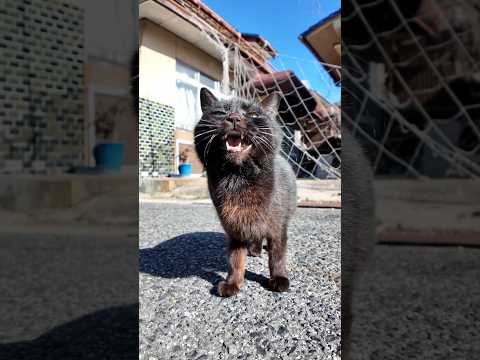 島の路上で出会った黒猫ちゃんかわいすぎた(YouTube)