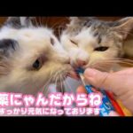 オレッちのお薬にゃんだからね 取らないでにゃ  すっかり元気になっております セナ  2026 03 30 2(YouTube)