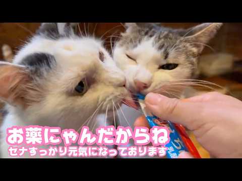 オレッちのお薬にゃんだからね 取らないでにゃ  すっかり元気になっております セナ  2026 03 30 2(YouTube)