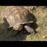 カメライブ(YouTube)