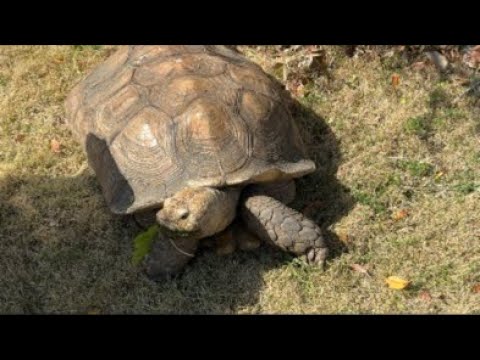 カメライブ(YouTube)