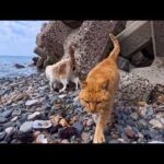 防波堤の下の海辺へ…テトラポットの隙間から猫がモフられに出てきた(YouTube)