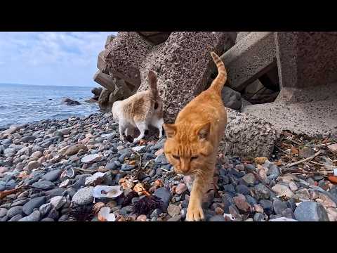 防波堤の下の海辺へ…テトラポットの隙間から猫がモフられに出てきた(YouTube)