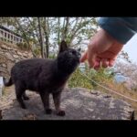 山の上の神社への道を更に登って行くと今度は黒猫ちゃんが挨拶してきた(YouTube)