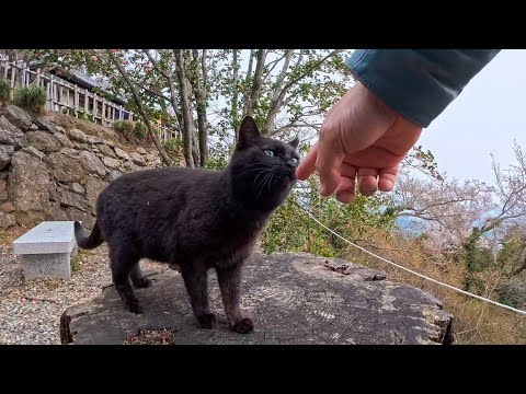 山の上の神社への道を更に登って行くと今度は黒猫ちゃんが挨拶してきた(YouTube)