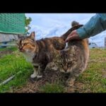 海辺の駐車場脇の猫ちゃん…少し懐いてきて足元にスリスリするようになった(YouTube)