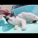 可愛い三毛猫ちゃんが漁具置き場でお腹を見せてリラックスする(YouTube)