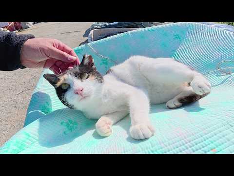 可愛い三毛猫ちゃんが漁具置き場でお腹を見せてリラックスする(YouTube)