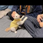 新しい家族になる里親さんと初対面した子猫がまさかの行動に出ました…(YouTube)