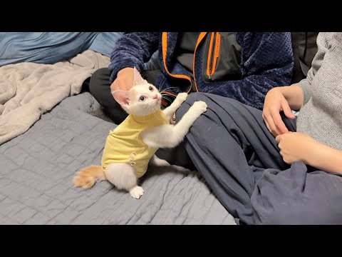新しい家族になる里親さんと初対面した子猫がまさかの行動に出ました…(YouTube)