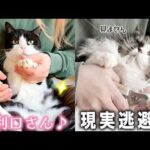 猫たちの爪切りをしたら、それぞれの個性が出まくりで可愛すぎた🐈ww(YouTube)