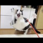 豪快すぎる母猫に圧倒される気弱な太目の猫(YouTube)