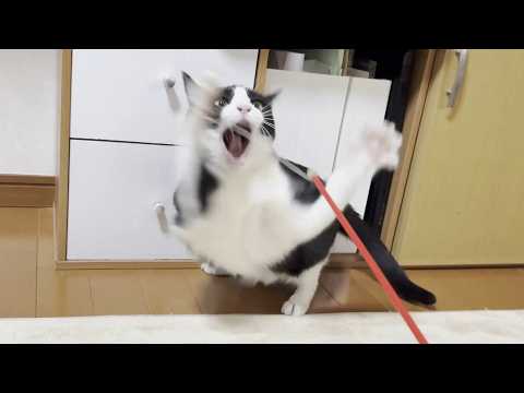 豪快すぎる母猫に圧倒される気弱な太目の猫(YouTube)