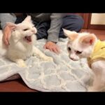 子猫が新しい家族になる先住猫と初対面したらまさかのこうなっちゃいました…(YouTube)