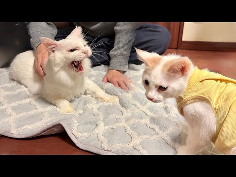 子猫が新しい家族になる先住猫と初対面したらまさかのこうなっちゃいました…(YouTube)