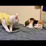 新入り子猫が初めて里親さんの家のボス猫に挨拶に行ったらとんでもない展開になりました…(YouTube)