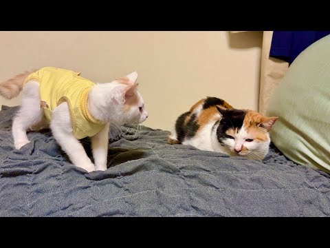 新入り子猫が初めて里親さんの家のボス猫に挨拶に行ったらとんでもない展開になりました…(YouTube)