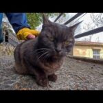 猫の細道で出会った黒猫ちゃん、撫でるとその場で小さく足踏みしてカワイイ(YouTube)