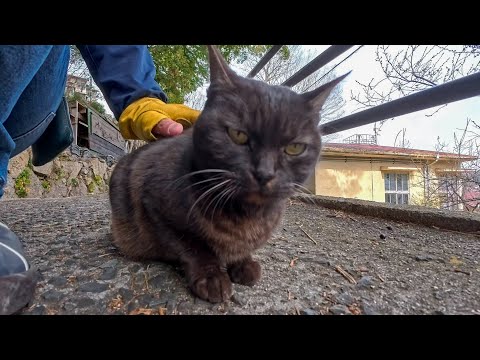 猫の細道で出会った黒猫ちゃん、撫でるとその場で小さく足踏みしてカワイイ(YouTube)