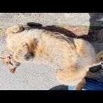 キジトラ猫がヘソ天ポーズになって整腸マッサージを要求してきた(YouTube)