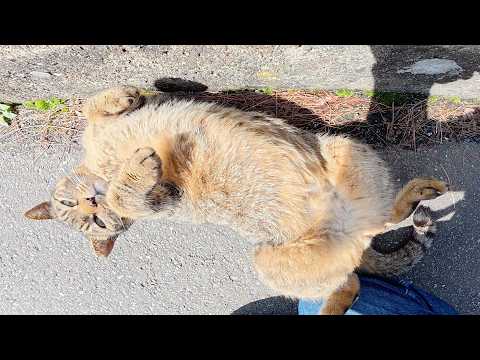 キジトラ猫がヘソ天ポーズになって整腸マッサージを要求してきた(YouTube)
