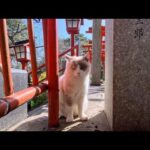 【今週の感動猫動画 2026/3/2w】今週撮った未公開猫動画まとめて公開-unreleased video of this week(YouTube)