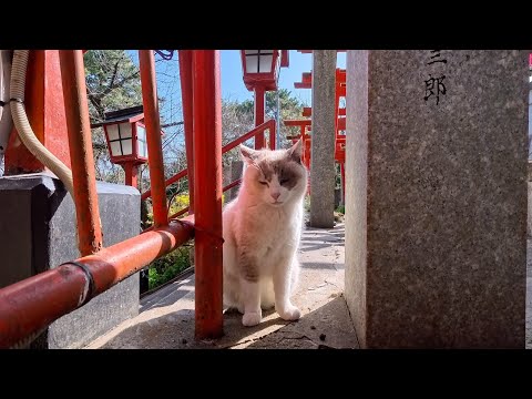 【今週の感動猫動画 2026/3/2w】今週撮った未公開猫動画まとめて公開-unreleased video of this week(YouTube)