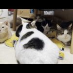 いつも怒ってるイメージの猫の1日のほとんどは平穏(YouTube)