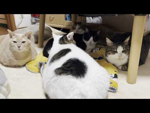 いつも怒ってるイメージの猫の1日のほとんどは平穏(YouTube)