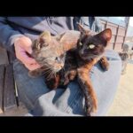 猫だらけの待合室で仲良し黒猫コンビをひざの上に乗せる(YouTube)