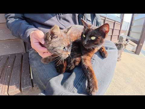 猫だらけの待合室で仲良し黒猫コンビをひざの上に乗せる(YouTube)
