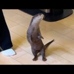 猫用の遊びを蹂躙しにかかるカワウソ An otter setting out to destroy a cat’s toys(YouTube)