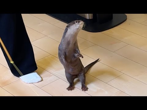 猫用の遊びを蹂躙しにかかるカワウソ An otter setting out to destroy a cat’s toys(YouTube)